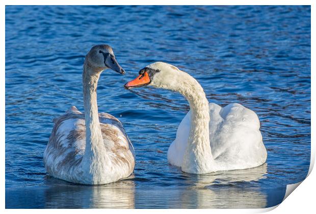 Mute Swan Family Print by Roger Green