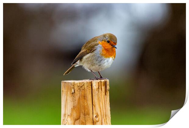 Robin on a Post Print by Roger Green