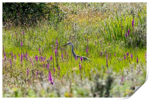 Grey Heron Print by Roger Green