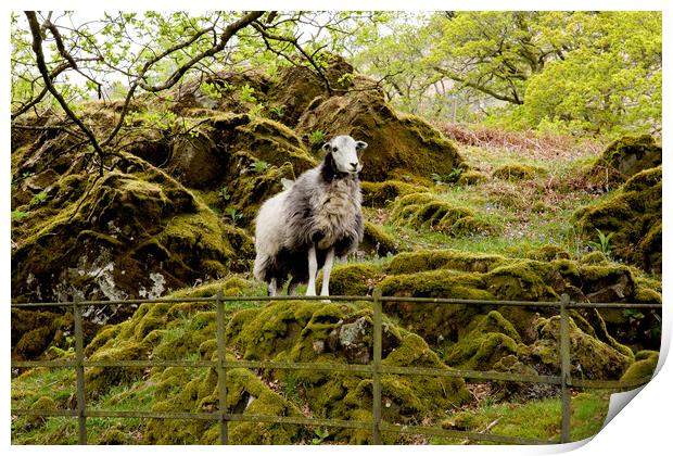 Herdwick Sheep Print by Roger Green