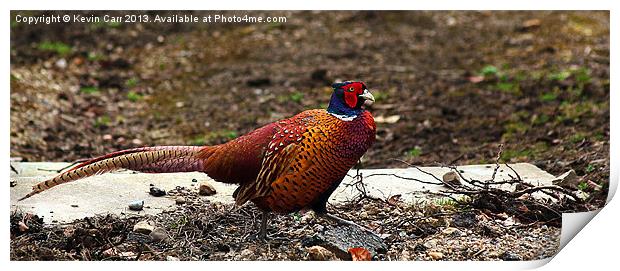 Fountains Abbey Pheasant Print by Kevin Carr