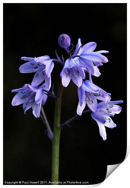 Spanish Bluebell Print by Paul Howell