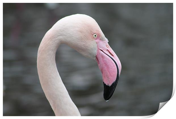 the flamingo Print by terrylee davis