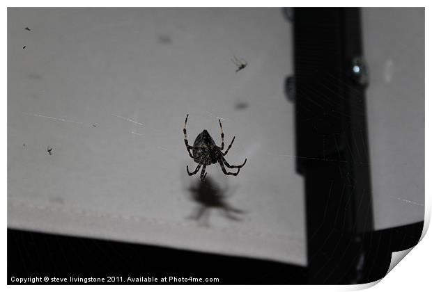 Garden Cross Spider,,Araneus Diadematus Print by steve livingstone