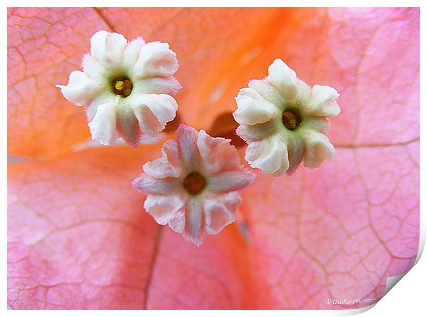 Sugar Button Flowers Print by Sharon Pfeiffer