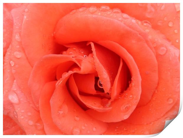 A beautiful Peach Rose. Print by Becky Dix
