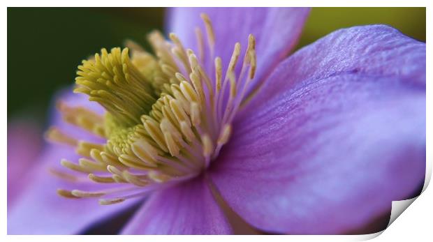 Pink Clematis Print by Becky Dix