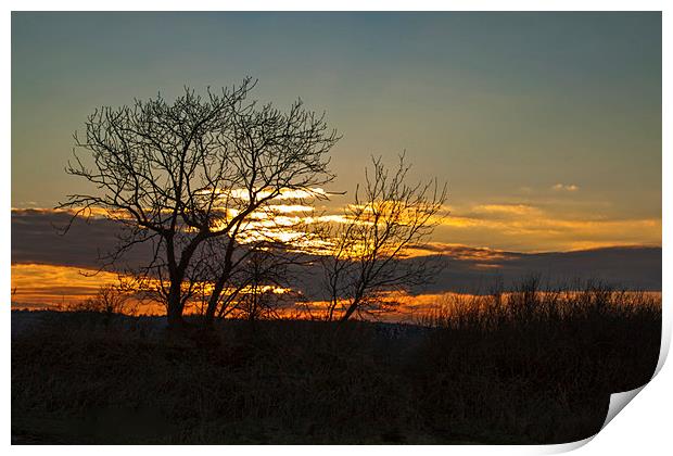 Tree Silhouettes at Sunset 1 Print by Becky Dix