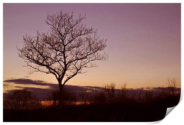 Tree Silhouettes at Sunset 2 Print by Becky Dix