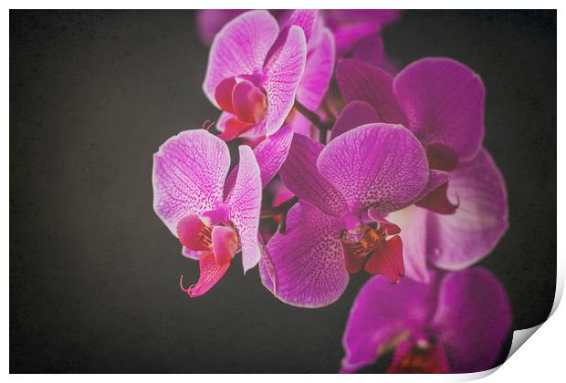 Fuschia Orchid. Print by Becky Dix