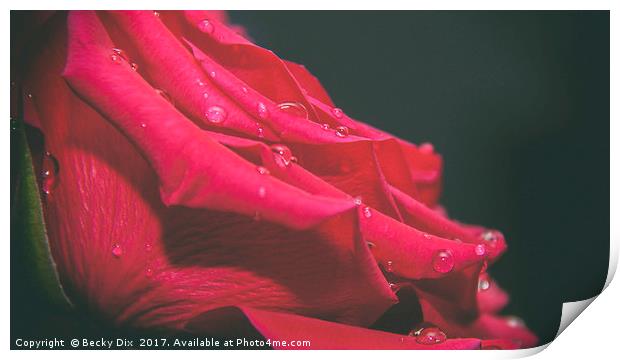 The Red Rose 2 Print by Becky Dix