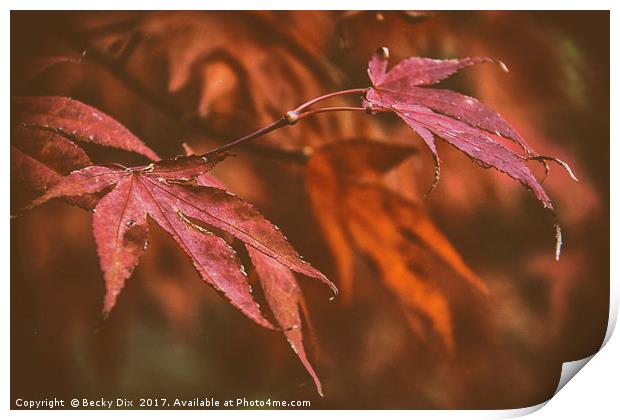 The Japanese Maple. Print by Becky Dix