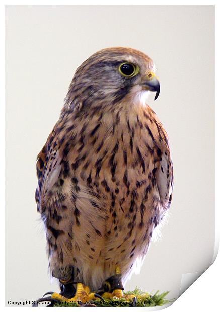 Kestrel (Falco tinnunculus) Print by Ciara Hegarty