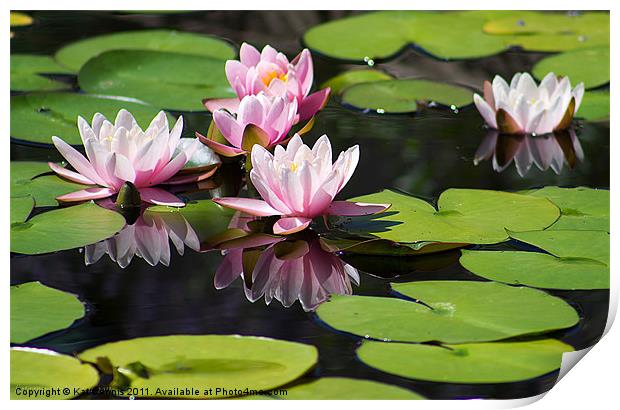 Reflected Water Lily Print by Kat Dennis