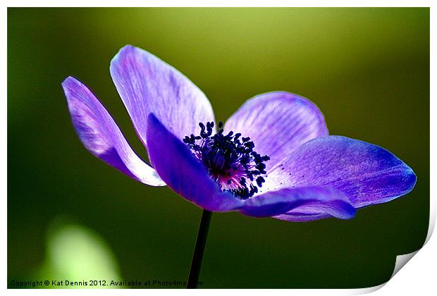 Blue Poppy Print by Kat Dennis