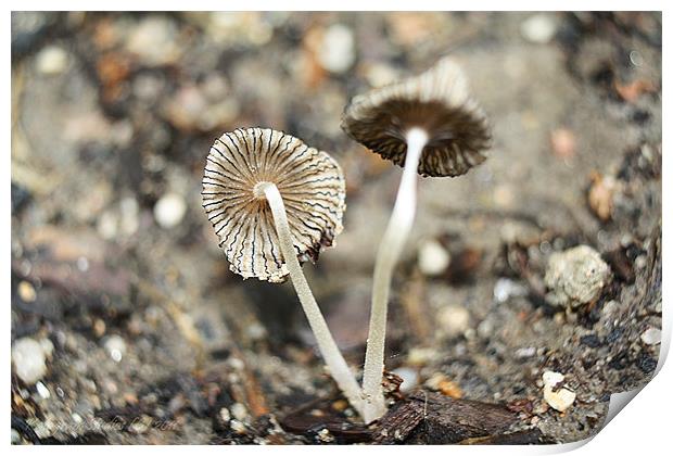 Mushroom Macros Print by Kat Dennis