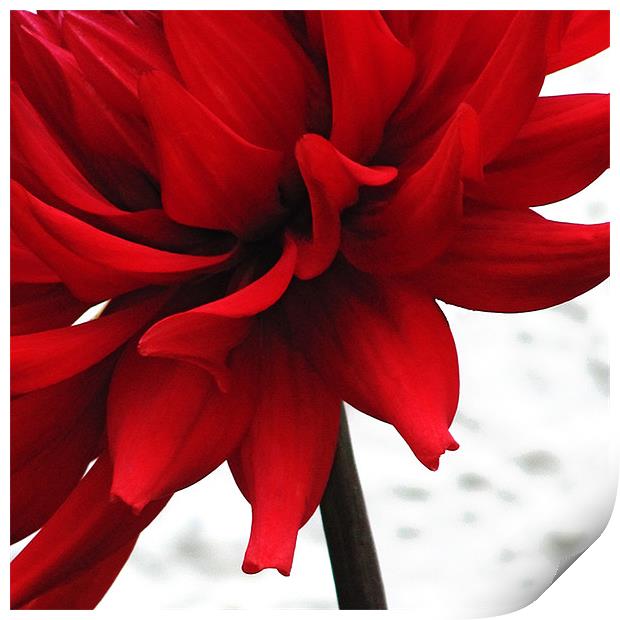 Red Dahlia Print by Bronwyn Oldham