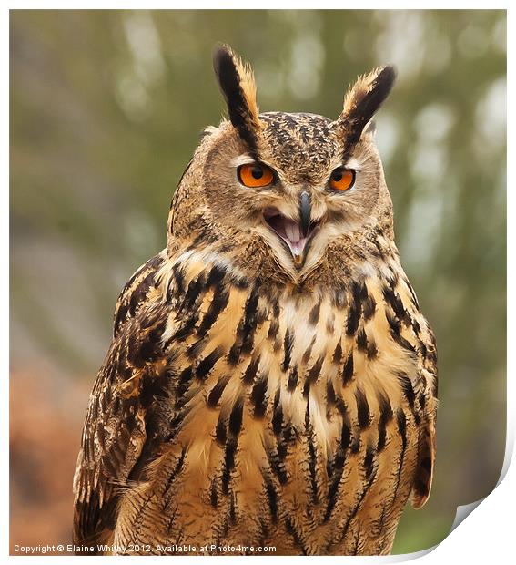 Eagle Owl Print by Elaine Whitby