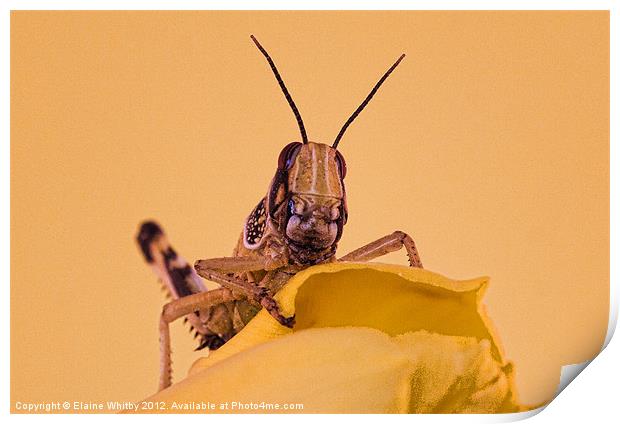 Locust Print by Elaine Whitby
