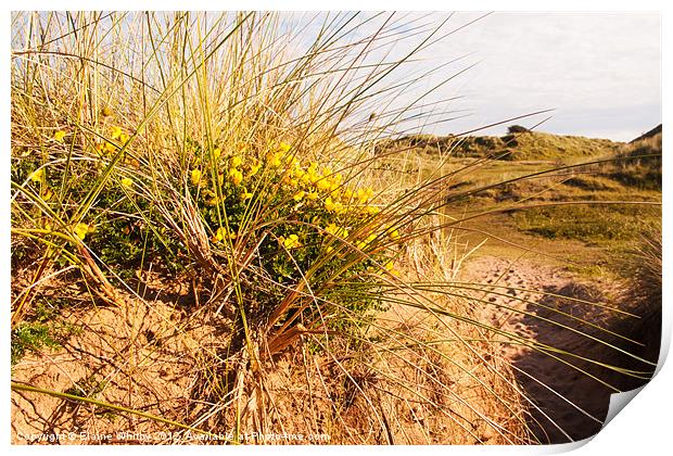 Wild Flowers on the Dunes Print by Elaine Whitby
