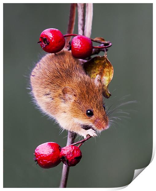 Harvest Mouse Print by Elaine Whitby