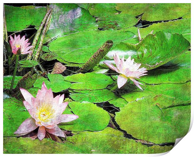 Waterlilies Print by Tammy Winand