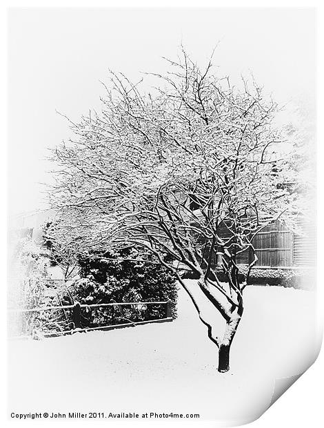 Cherry Tree in winter Print by John Miller