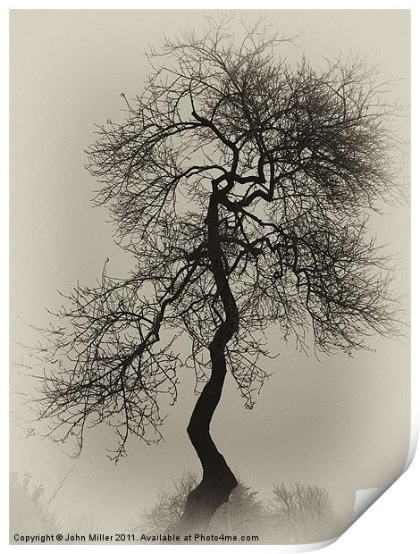 Crooked Tree in Silouette Print by John Miller