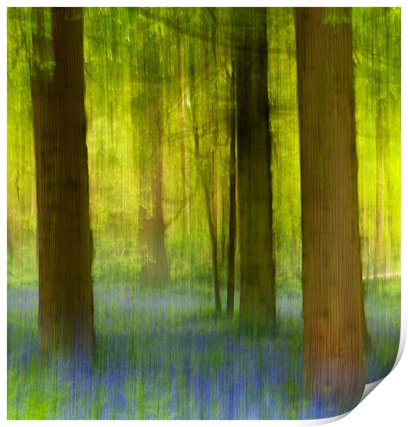Bluebell Wood Print by Francesca Shearcroft