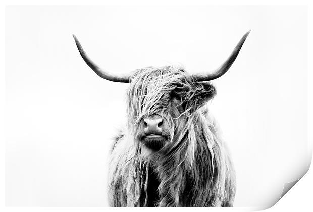 Portrait of a Highland Cow Print by Dorit Fuhg