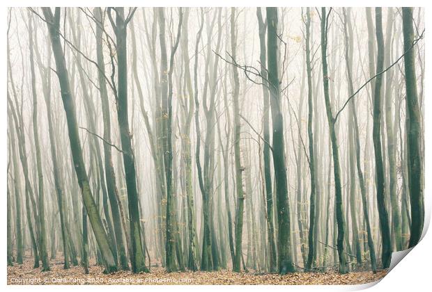 Fog in the Forest Print by Dorit Fuhg