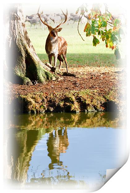 Stag and Water Print by Richard Thomas