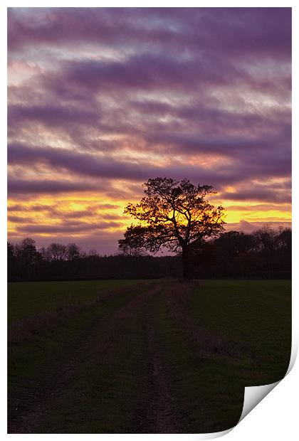 Tree Sunset Print by Richard Thomas