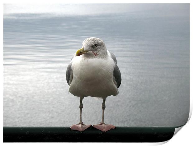 Seagull having a rest Print by Trevor Worrall