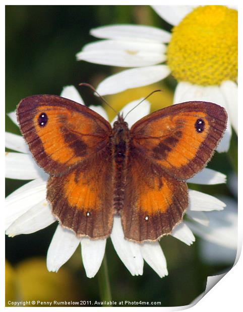 gatekeeper butterfly Print by Elouera Photography