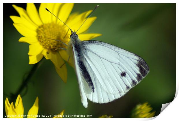cabbage white Print by Elouera Photography