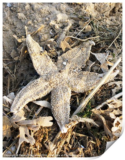 starfish Print by Elouera Photography