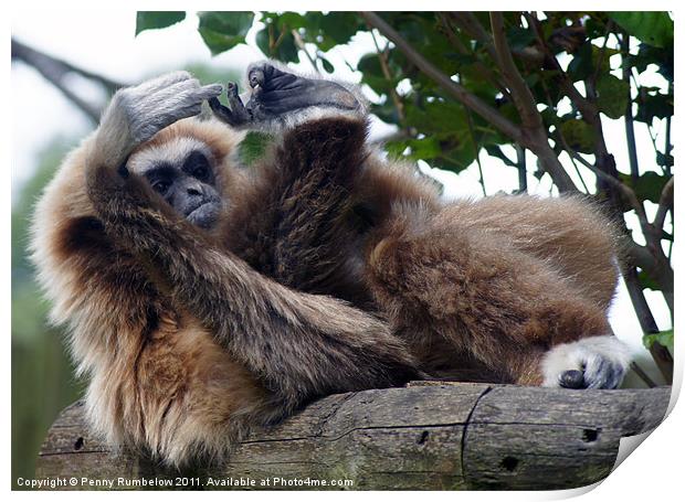 how many toes do I have ? Print by Elouera Photography