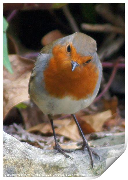 robin on a wall Print by Elouera Photography