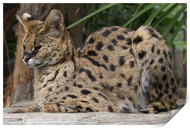 serval Print by Elouera Photography
