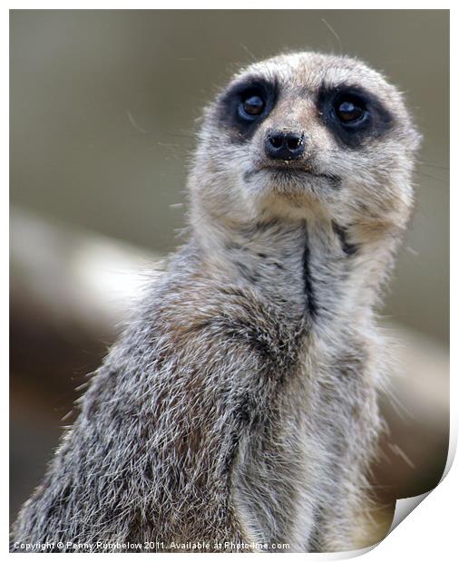 worried looking meerkat Print by Elouera Photography