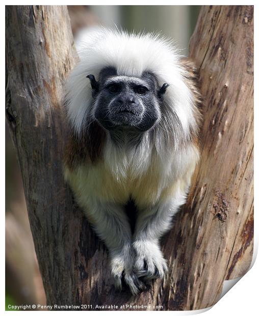 Cotton Topped Tamarin stuck in a tree Print by Elouera Photography