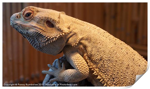 bearded dragon Print by Elouera Photography