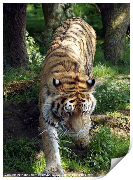 tiger prowling colour Print by Elouera Photography