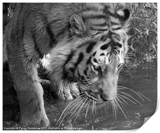 Tiger drinking Print by Elouera Photography