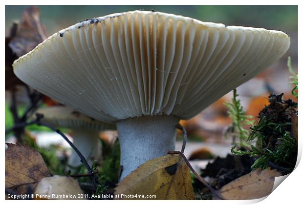 mushroom Print by Elouera Photography