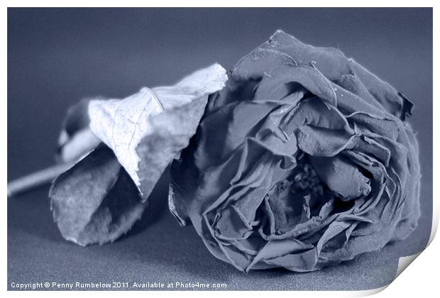rose Print by Elouera Photography