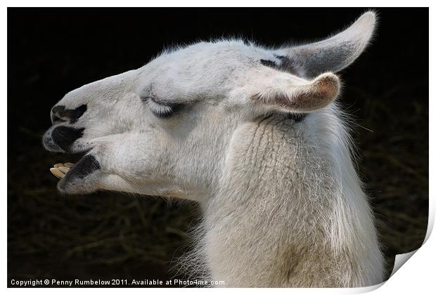 laughing llama Print by Elouera Photography