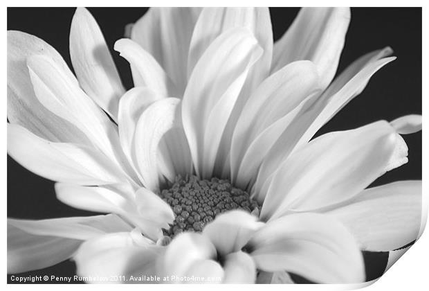 White Chrysanthemum Print by Elouera Photography