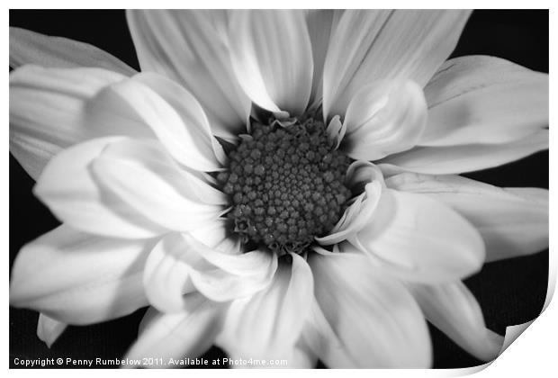 chrysanthemum Print by Elouera Photography